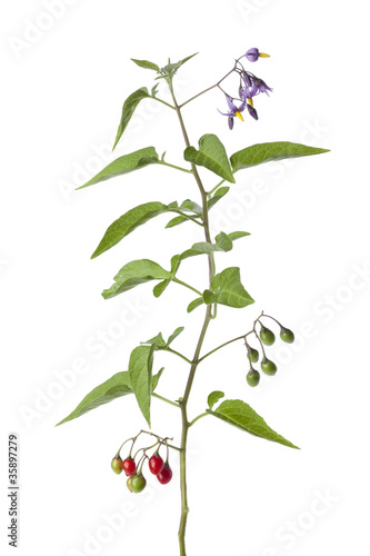 Fotografia Bittersweet plant with flowers and berries