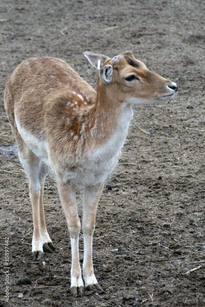 Obraz premium Fallow deer