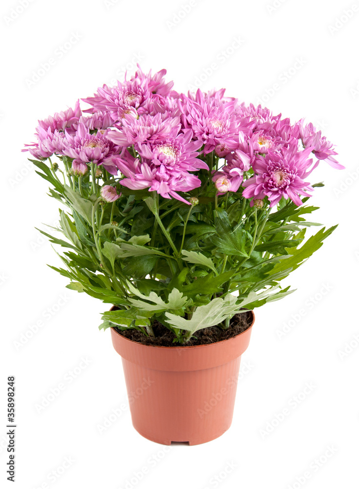 Lilac chrysanthemums in pots, isolated on a white background Lilac chrysanthemums in pots, isolated on a white background