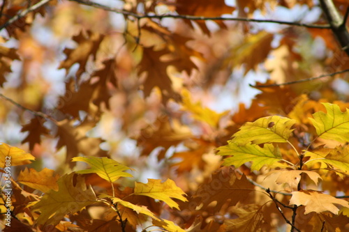 Gelbe Herbstblätter