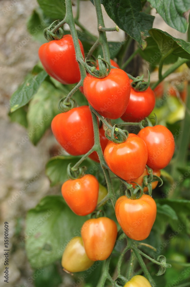 grappe de tomates cerises 'tomato Berry'