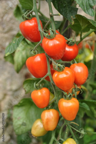 grappe de tomates cerises 'tomato Berry'