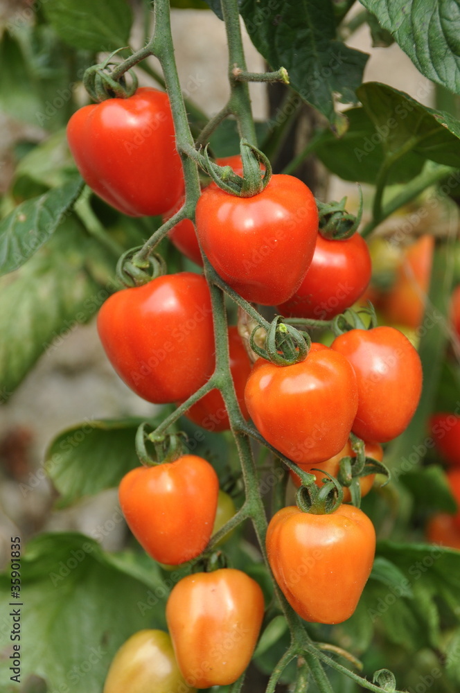tomate cerise 'Tomato Berry'