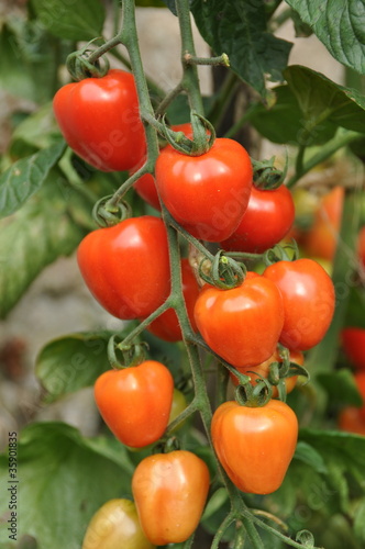 tomate cerise 'Tomato Berry'