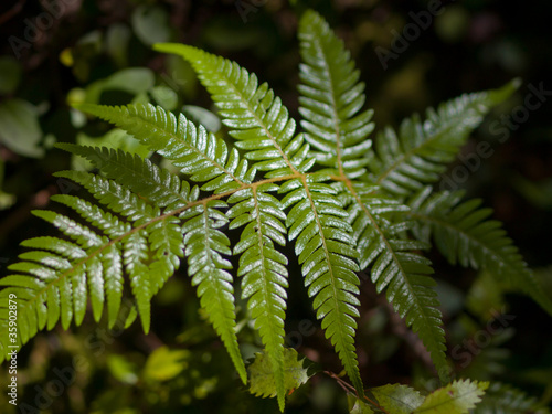 fern leaf catching sunbeam
