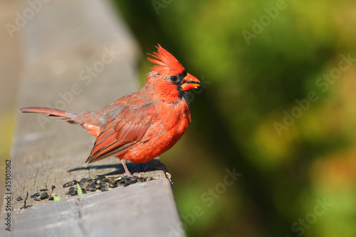 Cardinal Cardinalidae young male