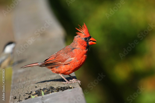 Cardinal Cardinalidae young male © Ron Rowan