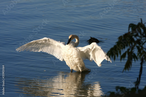 Quadro em tela Trumpeter Swan Cygnus buccinator
