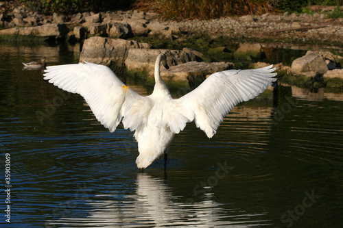 Trumpeter Swan Cygnus buccinator