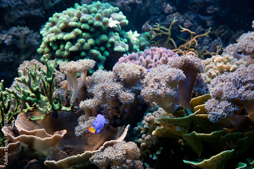 Underwater life  fish  coral reef in ocean