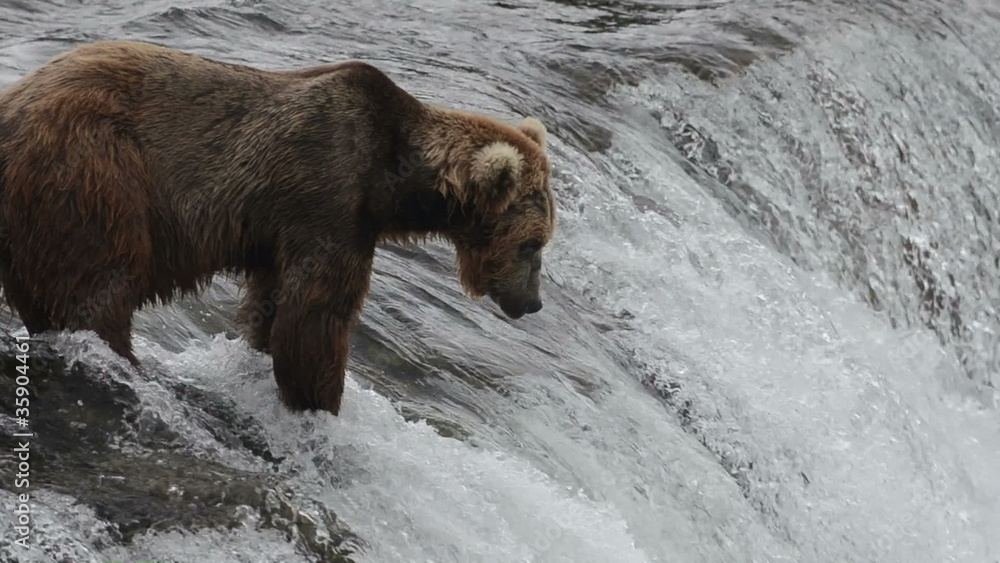An Alaskan brown bear waits for salmon An Alaskan brown bear waits for salmon