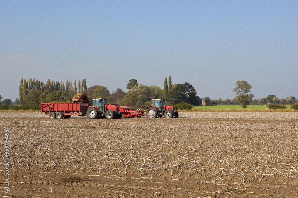 Obraz premium potato harvester 2