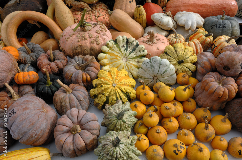 cucurbitacées cucurbitacées