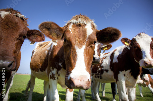 dutch cow with blue sky photo