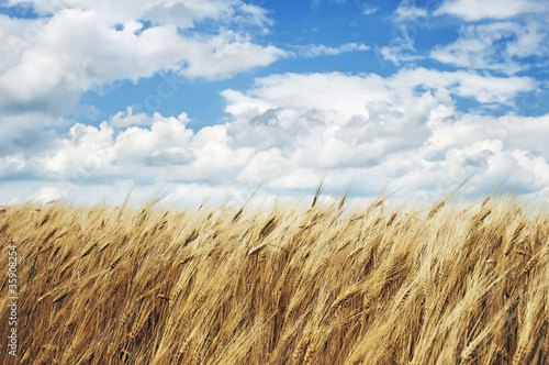 Εκτύπωση καμβά Wheatfield