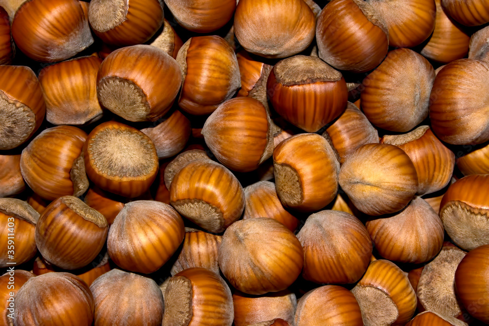 Wood nuts - a filbert Wood nuts - a filbert