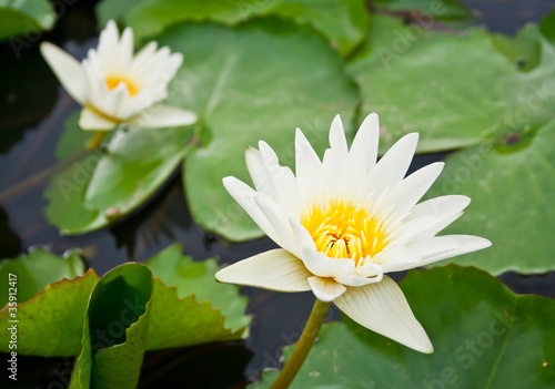 white lotus blooming at pond