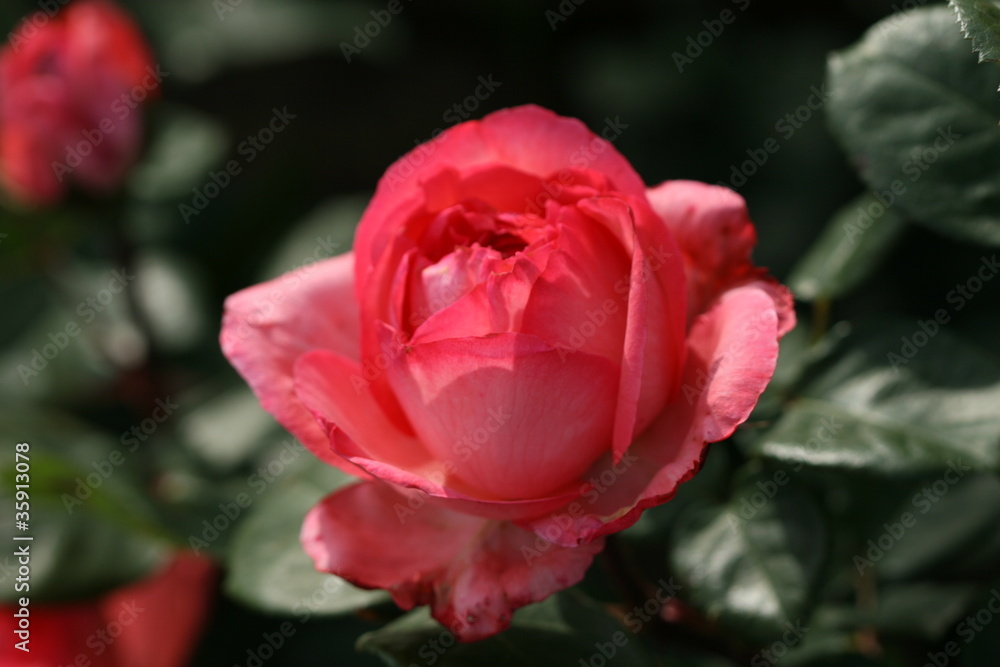 red rose flower red rose flower