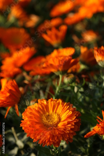 marigold