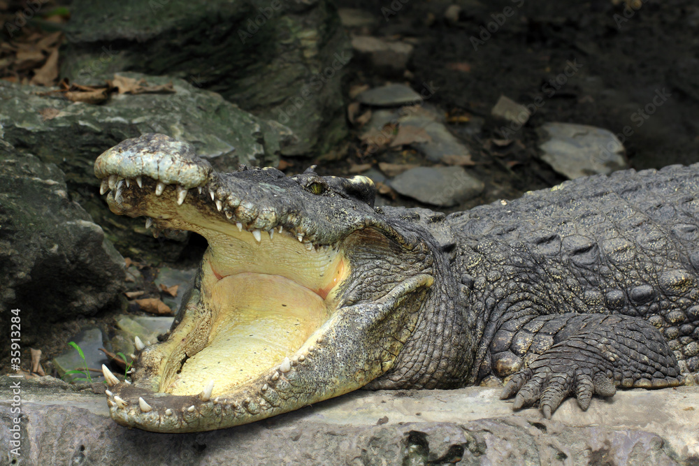 Obraz premium Crocodile, mouth