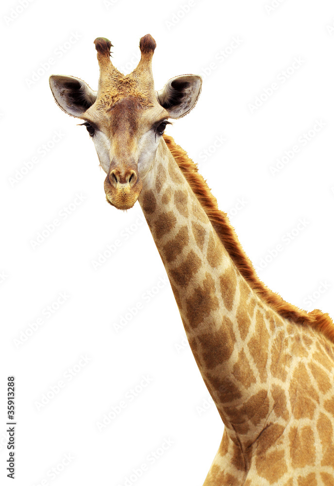 Naklejka premium Giraffe portrait