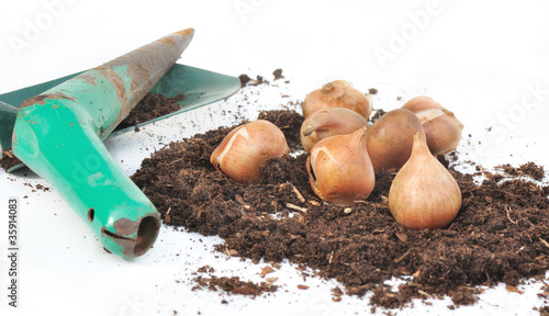 bulbes de tulipe sur de la terre avec plantoir