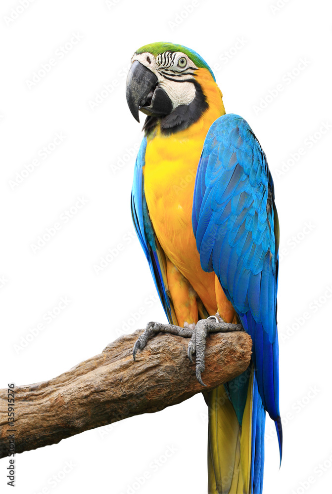 Colorful blue parrot macaw isolated