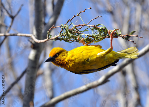 Cape weaver