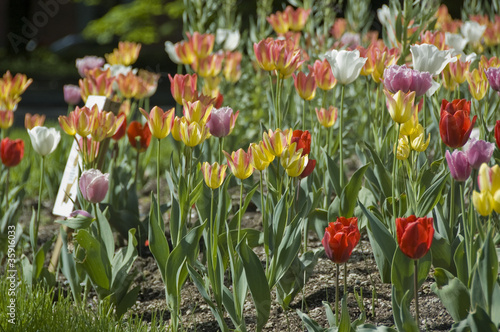 Tulipani photo