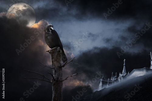 Fotografie Halloween crow