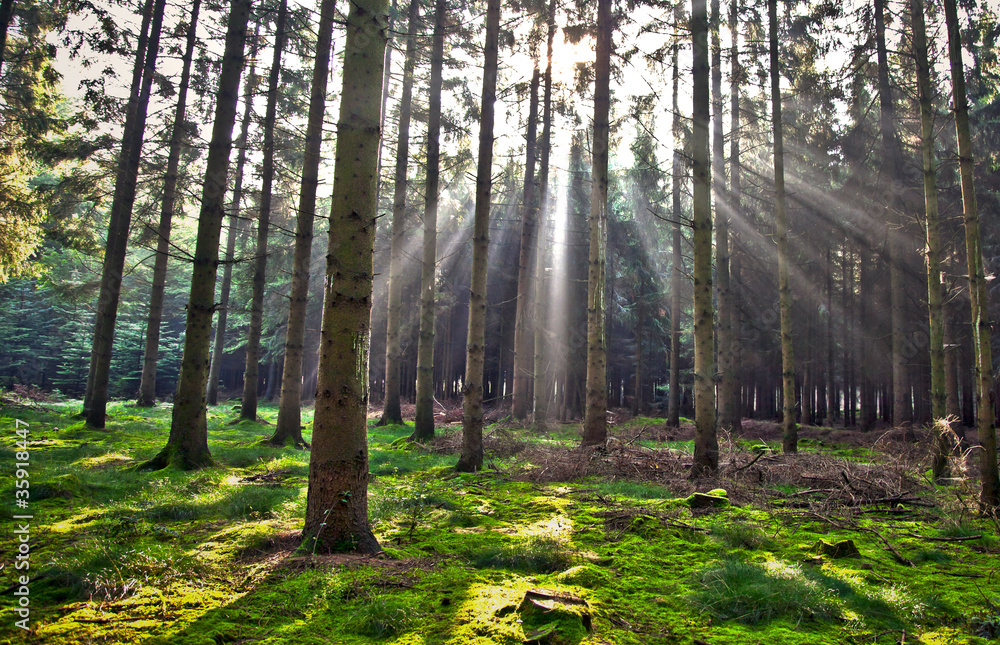 Obraz premium Waldlichtung, HDR