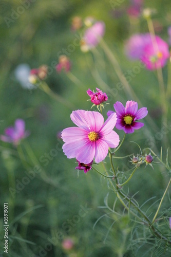 コスモスの花