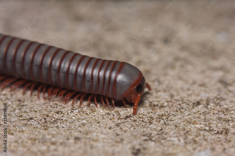 Spirostreptus seychellarum Spirostreptus seychellarum