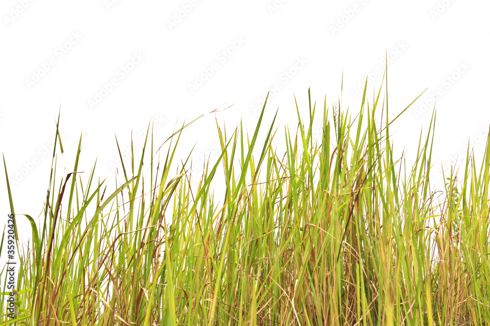 Tropical grass Tropical grass