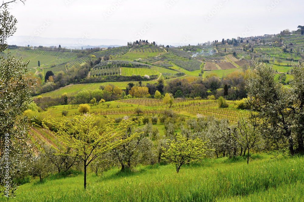 Naklejka premium Tuscany landscape, Italy