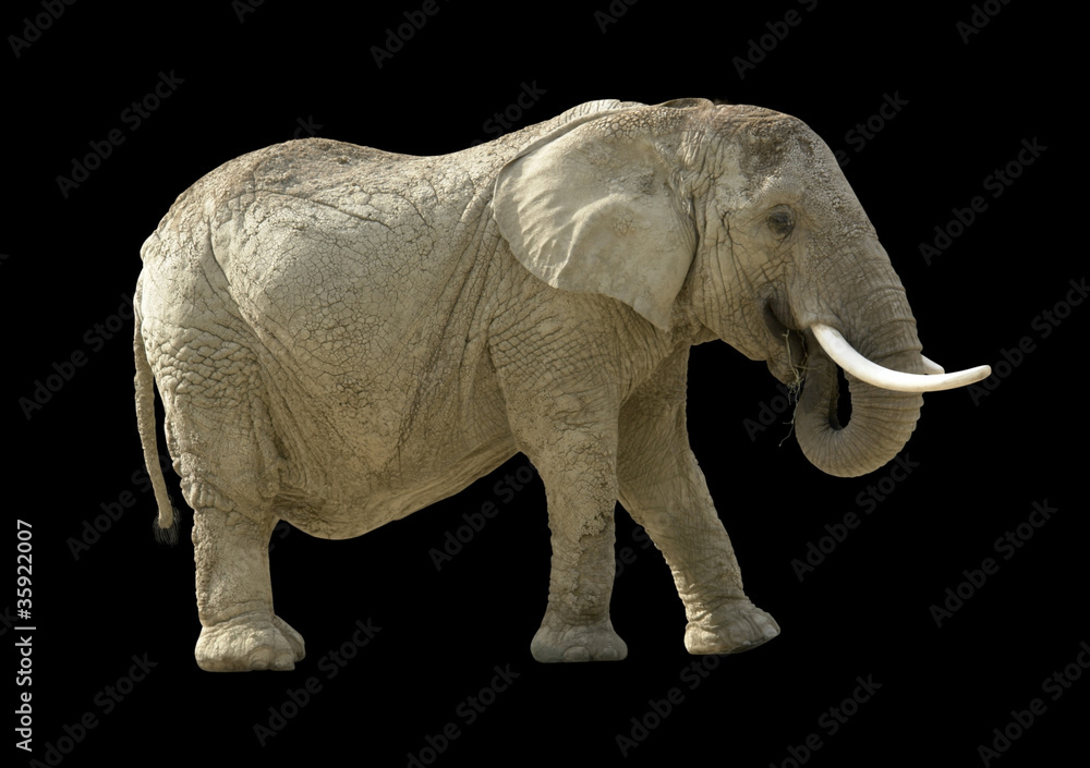 Fototapeta premium african elephant
