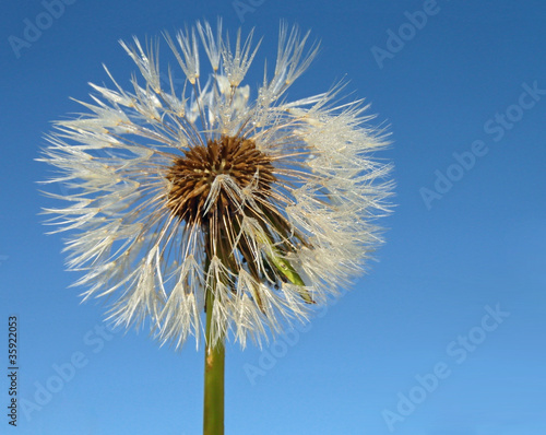 Dew Dandelion.