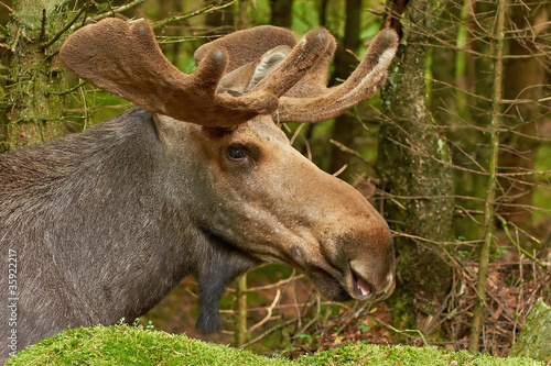 Eurasian elk (Alces alces) © dennisjacobsen