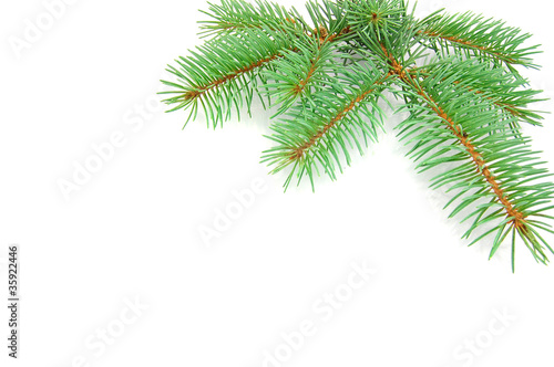 Pine tree branch isolated on white backgrond