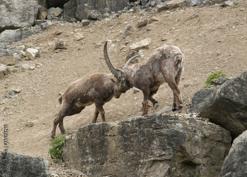 fighting Alpine Ibex