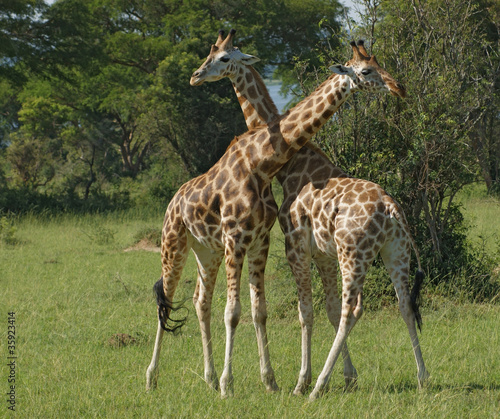male Giraffes at fight
