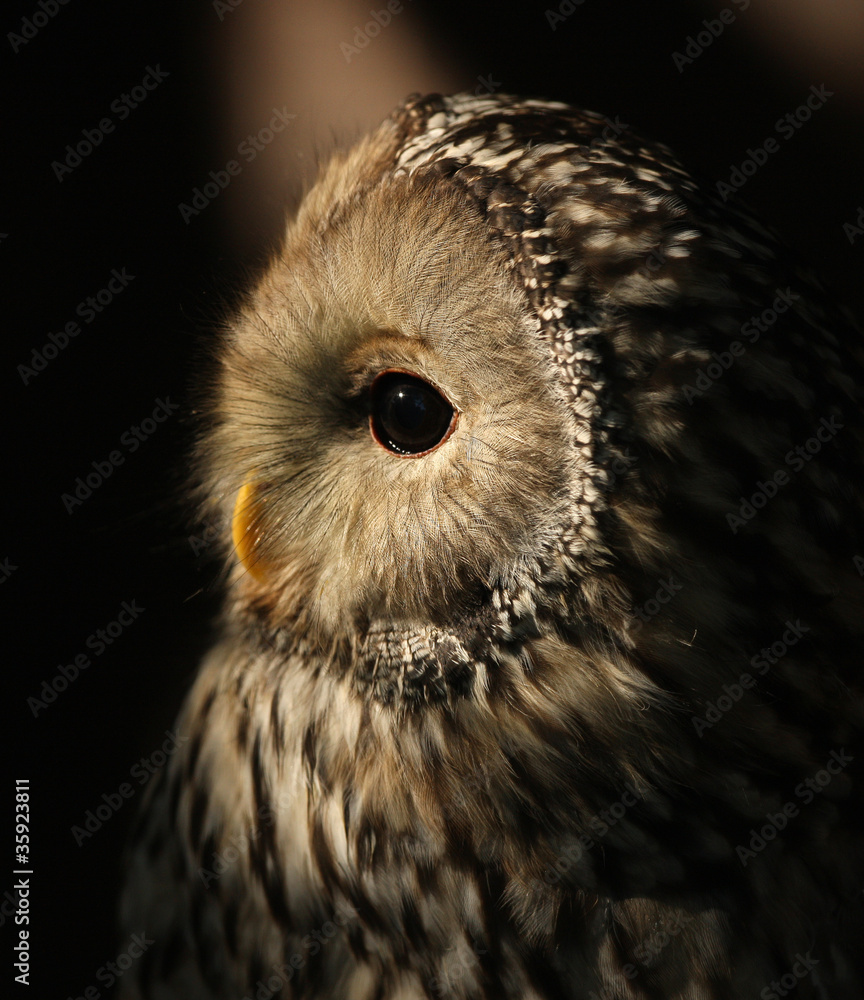 Fototapeta premium Portrait of a Ural Owl