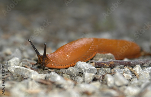 creeping orange slug