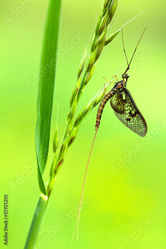 éphémère,mouche de mai