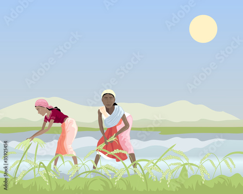 harvesting rice