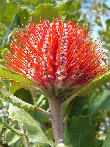 Banksia exotische Blüte