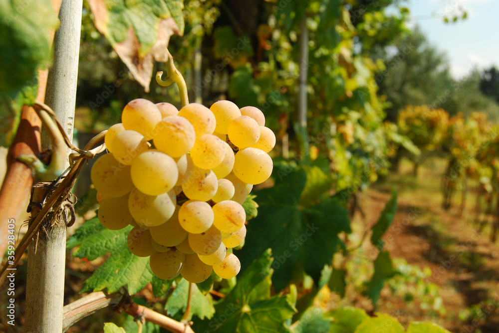 Fototapeta premium Organic vineyard in autumn