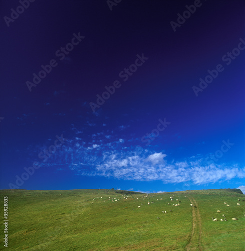 Valley road and sheep.