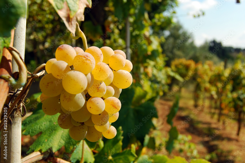 Fototapeta premium Organic vineyard in autumn