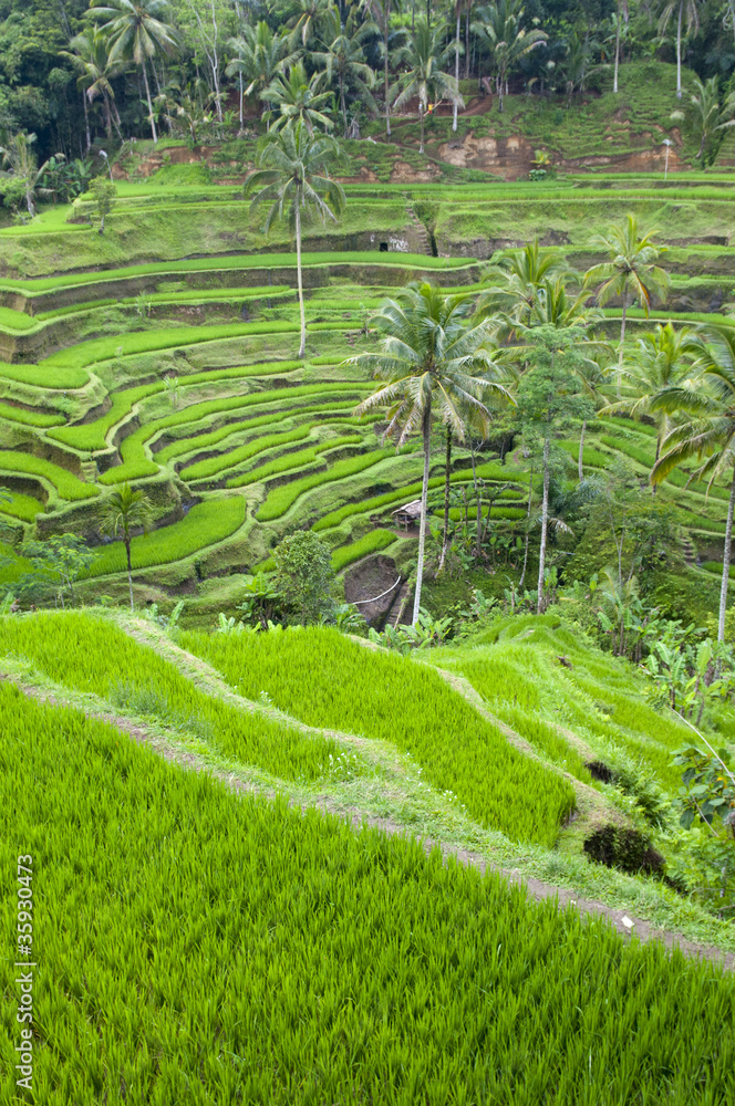 rice tarrace rice tarrace